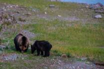 Ursa Grizzly e seu filho se alimentam ao lado de rio na região de Many Glacier, no Glacier Nacional Park, em Montana, nos Estados Unidos